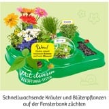 KOSMOS 632083 giocattolo e kit di scienza per bambini, Casella di esperimento Kit per esperimenti, Botanica, 5 anno/i, Multicolore