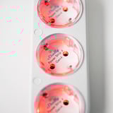 Shelly Pacchetto natalizio 1, set 