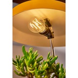 Shelly 3800235262092, Lampada a LED 