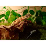 SwitchBot Pacchetto intelligente – confezione da 3 termo-igrometri e Hub Mini, set bianco