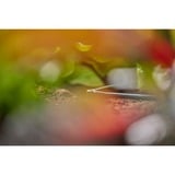 GARDENA Micro-Drip-System raccordo a L 4,6mm (3/16"), Connessione grigio scuro