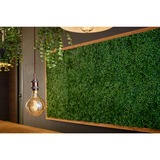 Shelly 3800235262108, Lampada a LED 
