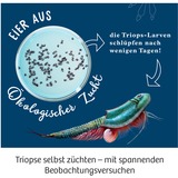 KOSMOS Kit per esperimenti Triops-Welt 633073 da 8 anni, Casella di esperimento 