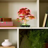 LEGO Botanicals 10348 Bonsai di Acero Rosso Giapponese, Pianta Artificiale con Foglie e Vaso Costruibile, Regalo per Adulti, Giochi di costruzione Pianta Artificiale con Foglie e Vaso Costruibile, Regalo per Adulti, Set da costruzione, 18 anno/i, Plastica, 474 pz, 665 g