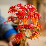 LEGO Botanicals 10348 Bonsai di Acero Rosso Giapponese, Pianta Artificiale con Foglie e Vaso Costruibile, Regalo per Adulti, Giochi di costruzione Pianta Artificiale con Foglie e Vaso Costruibile, Regalo per Adulti, Set da costruzione, 18 anno/i, Plastica, 474 pz, 665 g