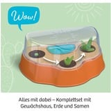 KOSMOS 45496907 giocattolo e kit di scienza per bambini, Casella di esperimento Kit per esperimenti, Botanica, 6 anno/i