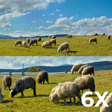 Reolink Reolink Trackmix Series G770 con Solarpanel 2, Telecamera di sorveglianza colore mimetico 