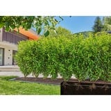 GARDENA 13501-20, Contagocce Nero