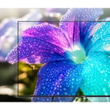 Medion LIFE MD 843602, QLED TV Nero