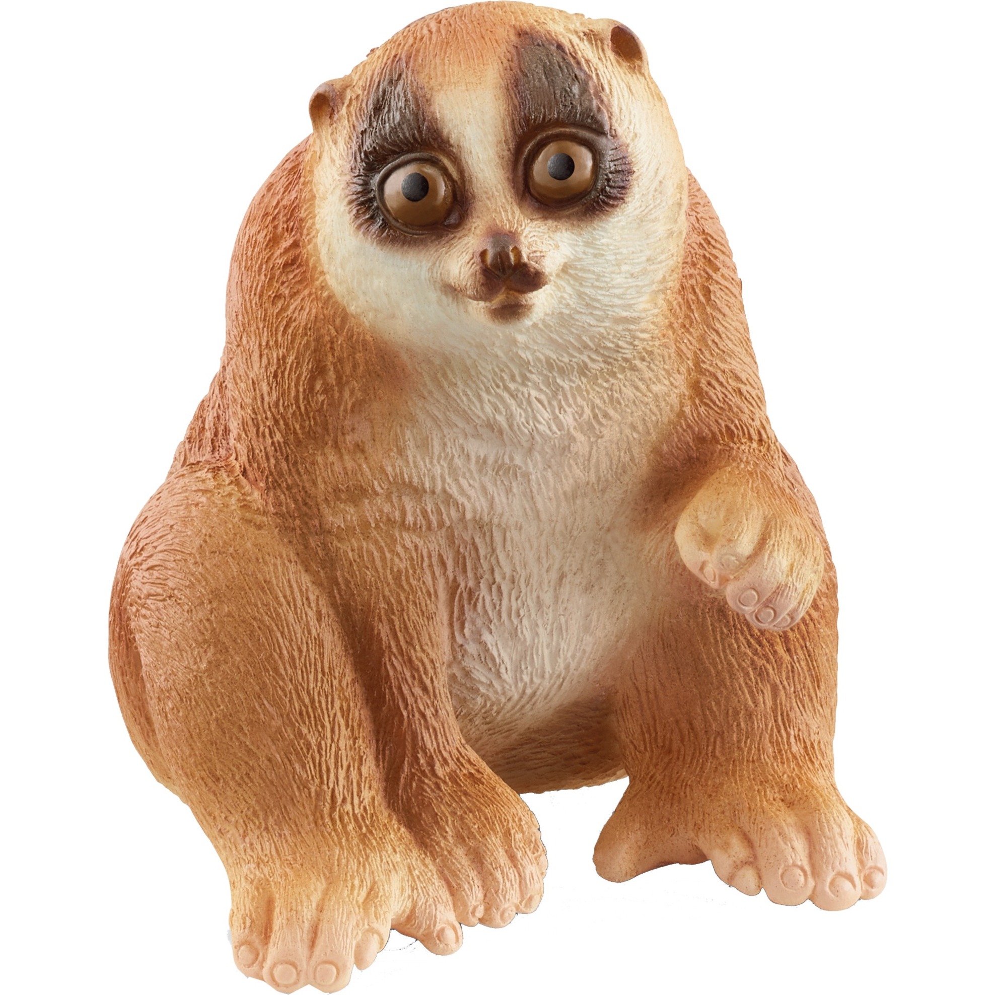 WILD LIFE Slow Loris